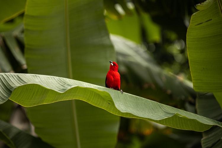 Κόκκινο πουλί στην Αμαζονία Βραζιλίας