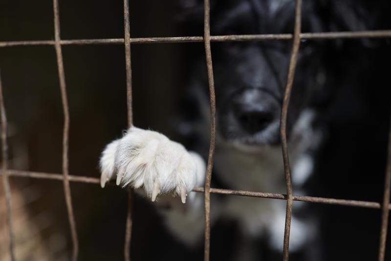 Καταφύγιο Αδέσποτα Ηλιούπολη σκυλάκι σε κλουβί