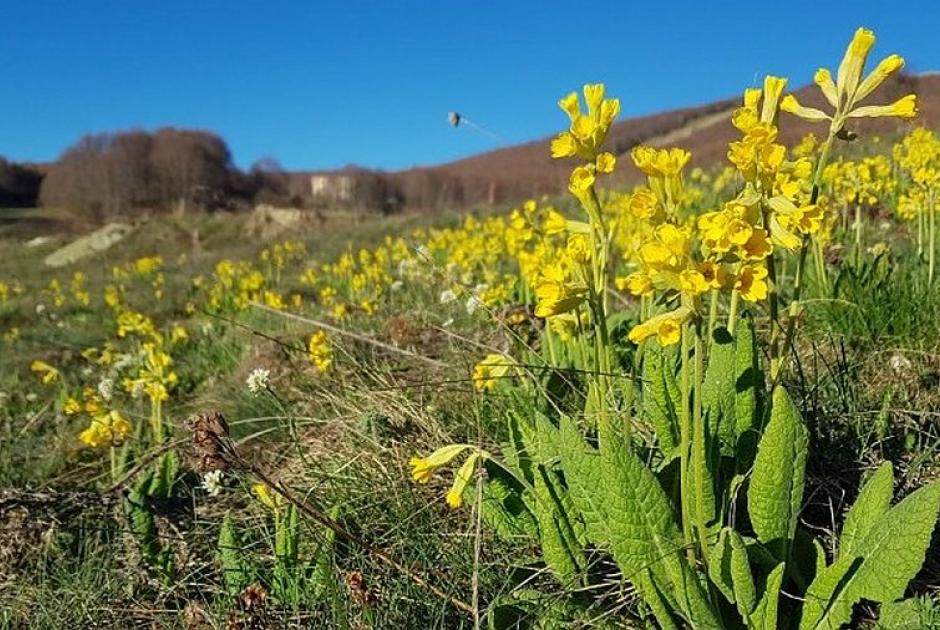 «Λουλούδι του Δαρβίνου» 